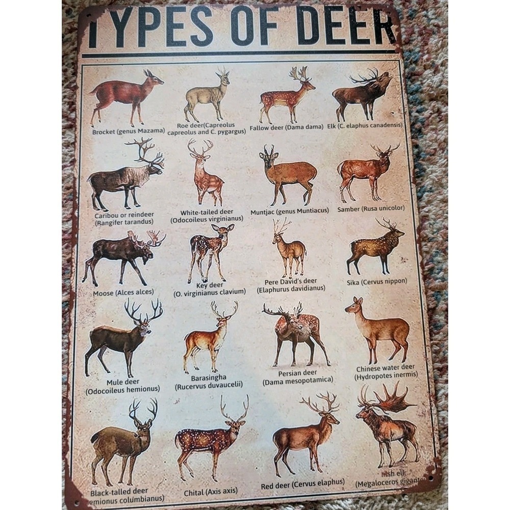 17 X 12 Types Of Deer Steel Sign.  New